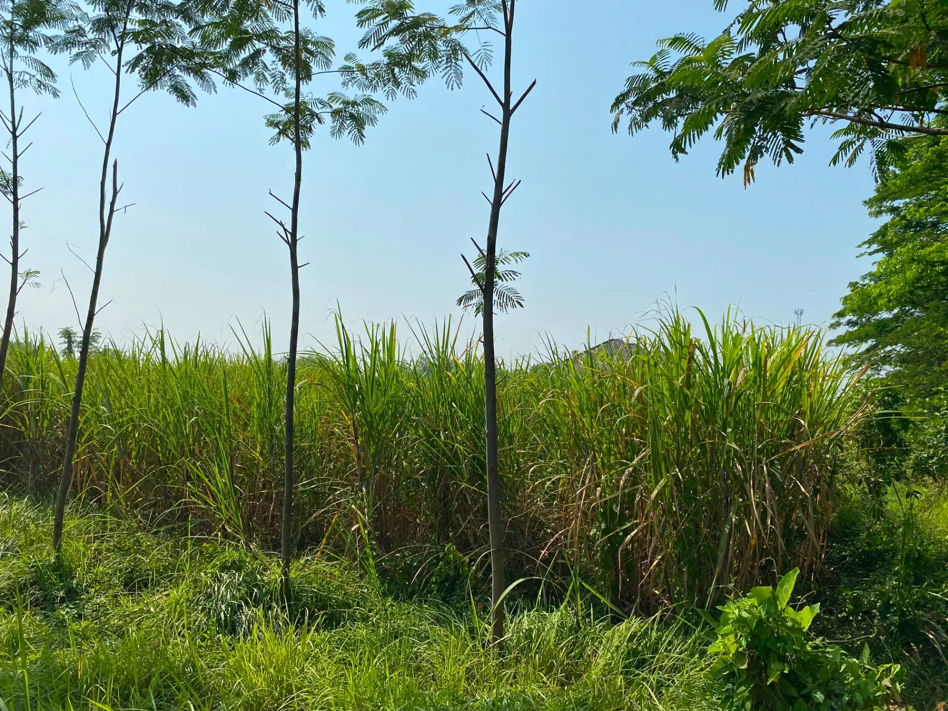 Tebu