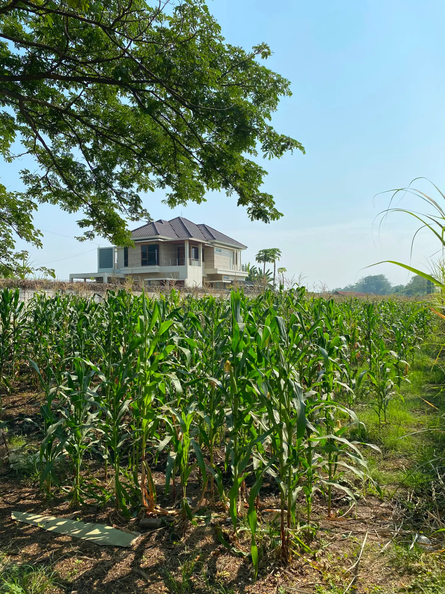 Jagung