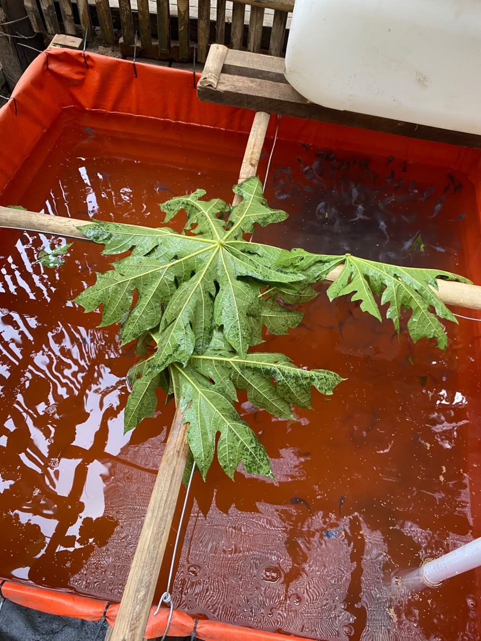 Ternak Ikan Lele