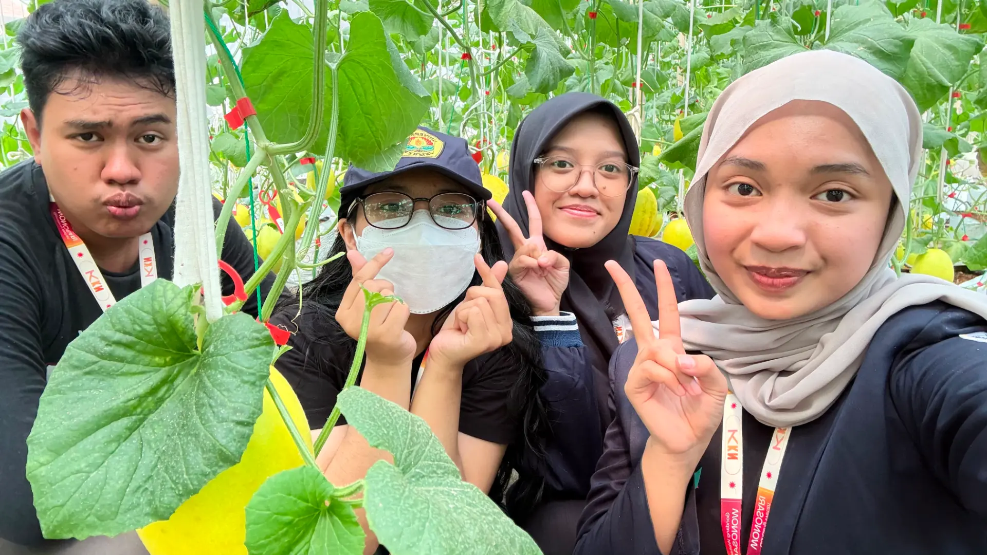 Observasi Kebun Melon