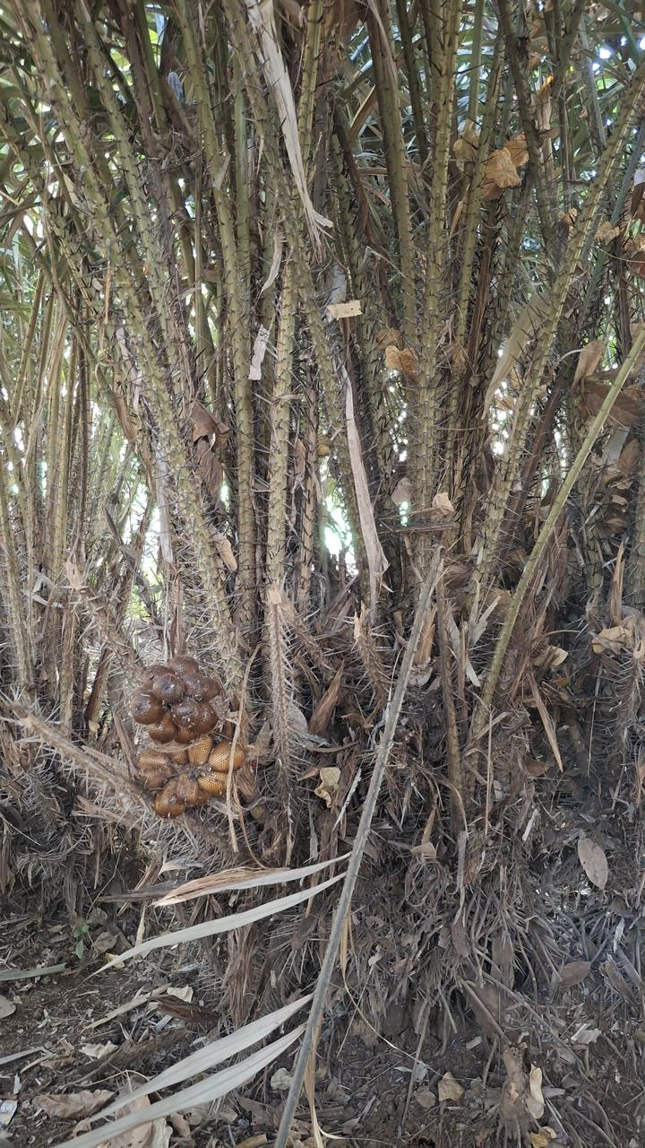 Salak